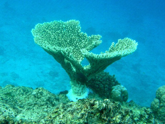 85- Corail vert 